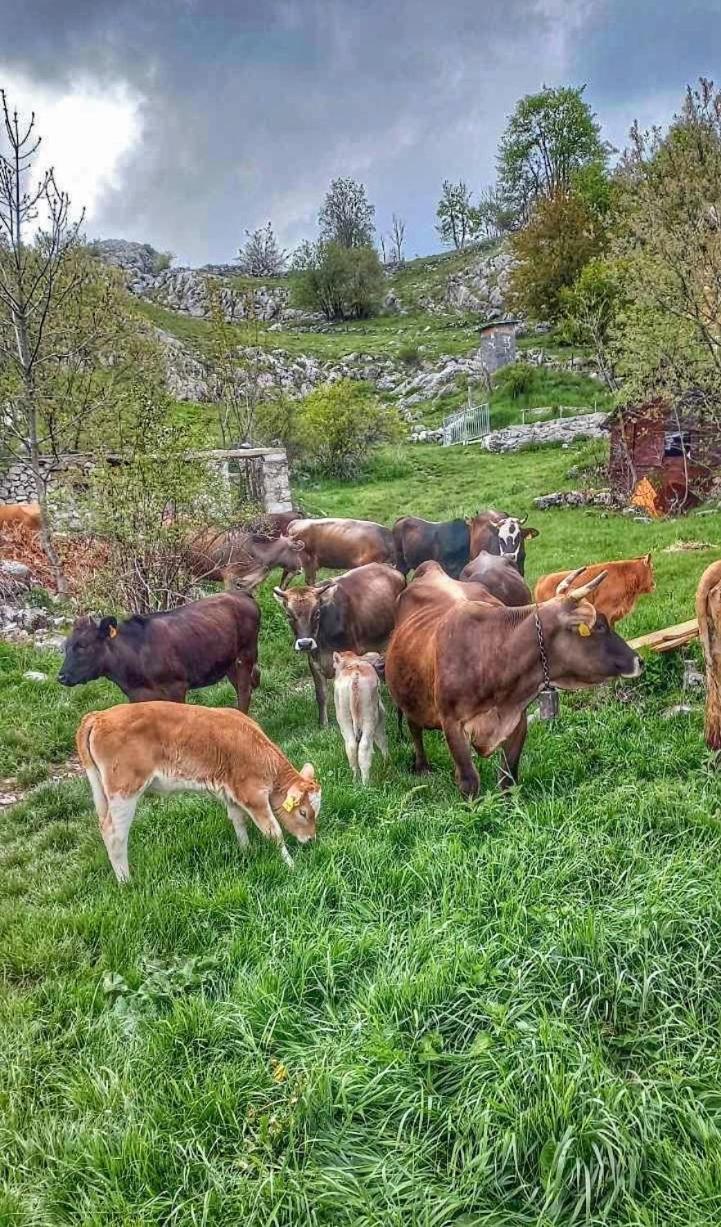 Apartmán Konak Umoljani Exteriér fotografie